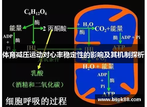 体育减压运动对心率稳定性的影响及其机制探析