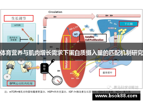 体育营养与肌肉增长需求下蛋白质摄入量的匹配机制研究